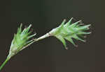 Tissue sedge